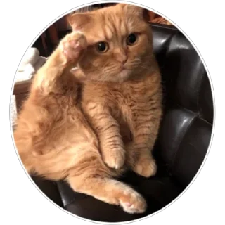 🐈