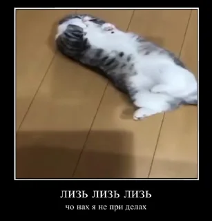 🐱