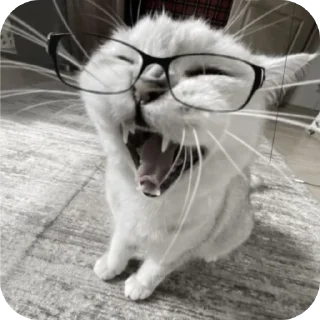 🐱