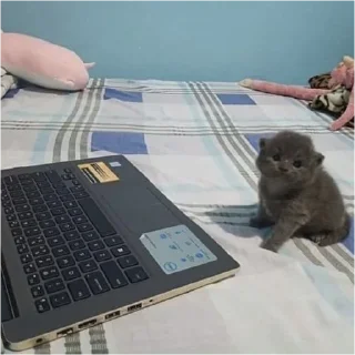🧑‍💻