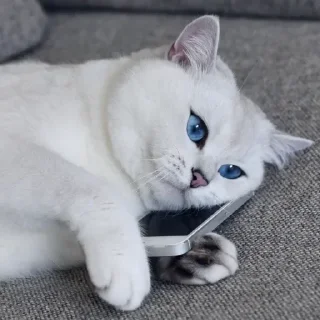 💙