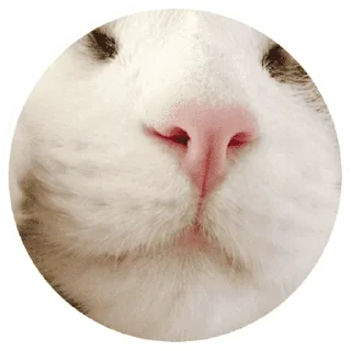 🐱