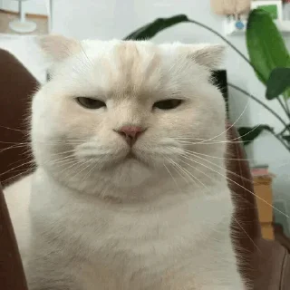 🤨