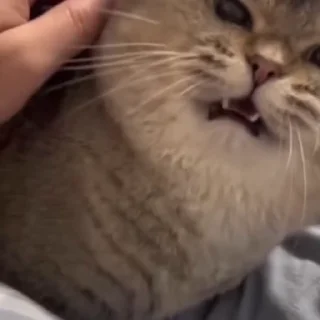 🤩