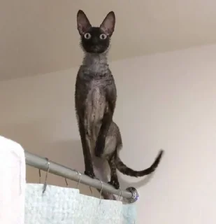 🦇