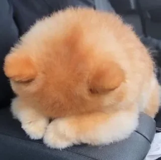 🤩