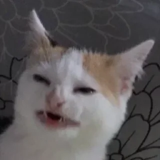 😸