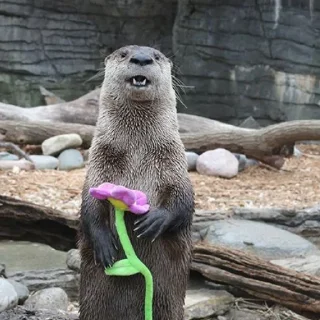 🌸