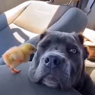 🐩