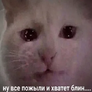 😿