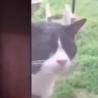 🐈