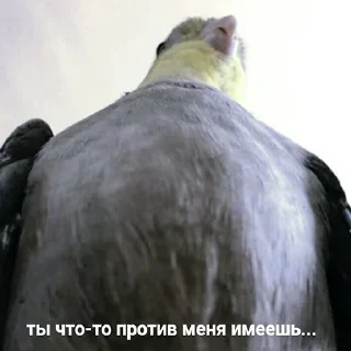 🐔