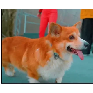 👍