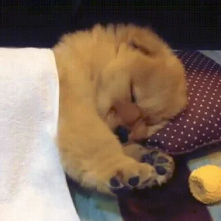 💤
