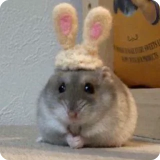 🐰