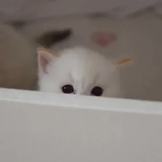 👀