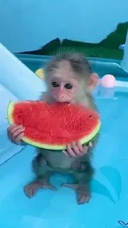 🍉