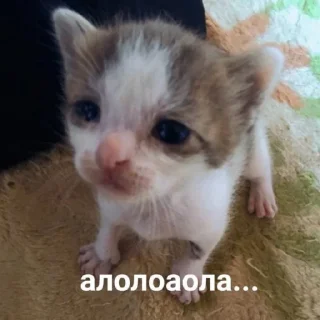 🐱