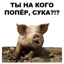 🐖