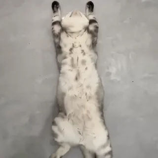 🐈‍⬛️