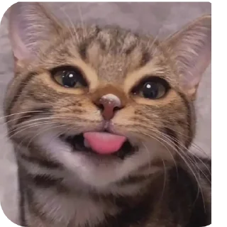 🐱