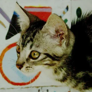 🐈