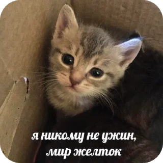 🐱