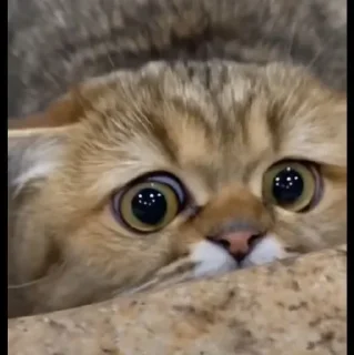 🤩