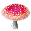 mushrooms
