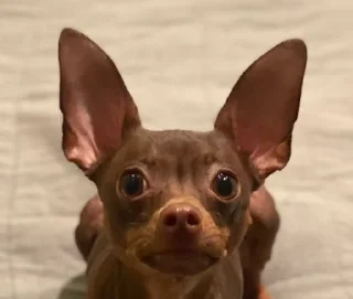 🐽