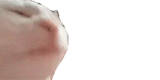 🐱