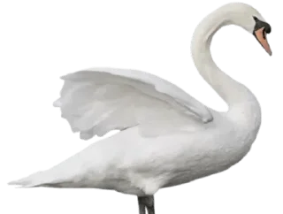 🦢