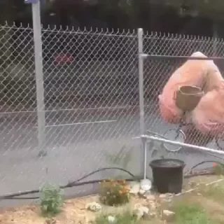 🍆