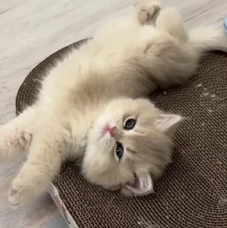 🐱