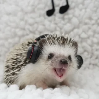 🦔