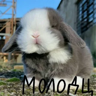 🐰