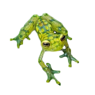 🐸