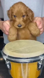 🥁
