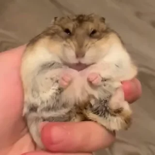 🐭