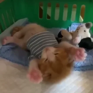 🥺