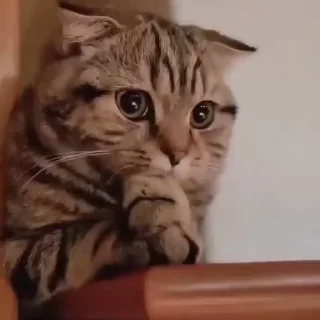 😢