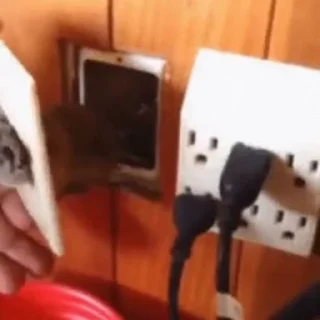 🐭