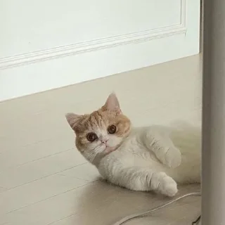 🐾
