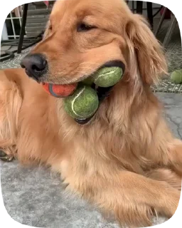 🐶