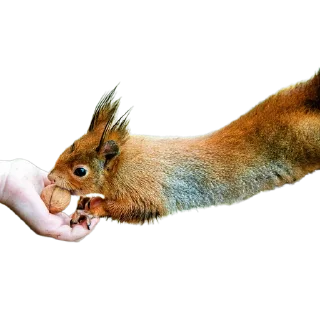 🌰