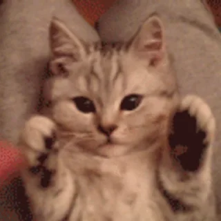 🐱