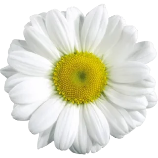 🌼