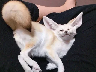 💤