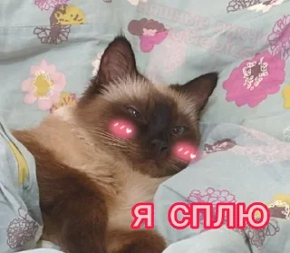 😴