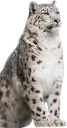 😼